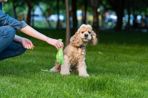 Wholesale Bulk EcoJeannie Biodegradable Dog Poop Bags, Lavender Scented (40 Rolls/ 800 Bags) *(Avail: 40; 80; 120; 240; 480; 960; 1440; 1880 Rolls/Pack)-2289
